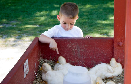 picture of little boy playing with chickens